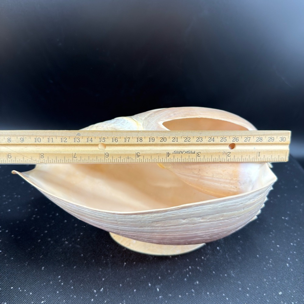 Vintage Hand Carved Conch Shell Bowl Set 9 Dishes Servers Coastal w Utensils - Picture 4 of 16